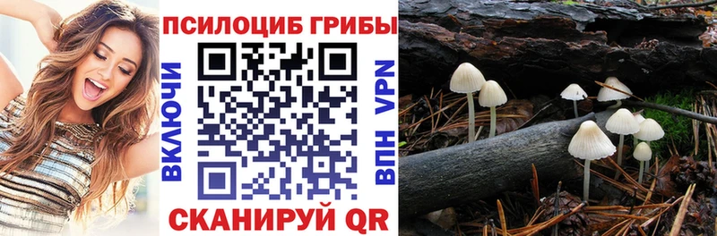 купить закладку Кинель Галлюциногенные грибы GOLDEN TEACHER